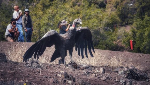 Tras cuatro años de rehabilitación, tres cóndores andinos son liberados en el cajón del maipo Tras cuatro años de rehabilitación, tres cóndores andinos son liberados en el cajón del maipo